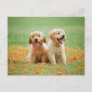 Suche nach golden retriever welpe postkarten Welpen