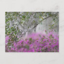 Suche nach magnolie postkarten Abteilung