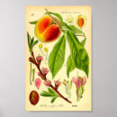 Suche nach prunus poster Vintag