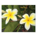 Suche nach plumeria kunst poster Blume