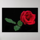 Suche nach single rose poster Schön