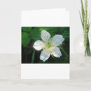 Suche nach blüten blüte karten Weiß