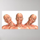 Suche nach kopf anatomie poster Mensch