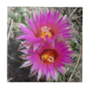 Suche nach kaktus blumen fliesen Kakteen