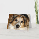 Suche nach mischen karten Hund