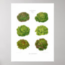 Suche nach salate poster Botanisch