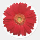 Suche nach roter gerbera aufkleber Blume