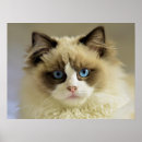 Suche nach ragdoll katzen poster Haustier
