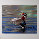 Suche nach duck poster Wasser