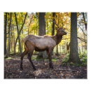 Suche nach elch foto poster Natur