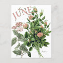 Suche nach juni postkarten Rose
