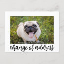Suche nach hunde fotokarten Hundefreund