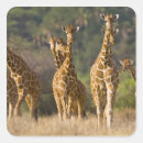 Suche nach herde aufkleber Fauna