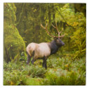 Suche nach stehend fliesen Elch