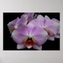 Suche nach phalaenopsis poster Tropische