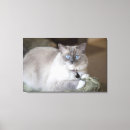 Suche nach niedliche katze leinwandbilder Hauskatze