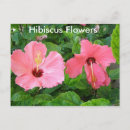 Suche nach hibiskus blume postkarten Urlaub