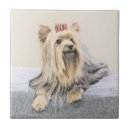 Suche nach yorkshire terrier fliesen Welpe