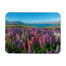 Suche nach lupine magnete Wiese
