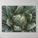 Suche nach succulent poster Grün