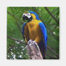Suche nach parrot magnete Tier