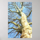 Suche nach große bäume poster Weiß