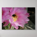 Suche nach kaktus poster Blume