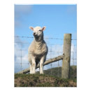 Suche nach niedliches lamm poster Schafe