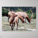 Suche nach elk poster Wild