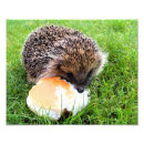 Suche nach wilde igel poster Niedlich