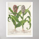Suche nach jahrhundert pflanze poster Botanisch