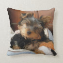Suche nach yorkie kissen Haustier