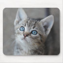Suche nach niedliches kätzchen mousepads Babytiere