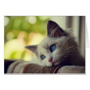 Suche nach ragdoll postkarten Horizontal