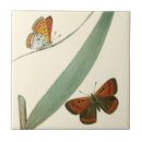 Suche nach schmetterlinge fliesen Bunt