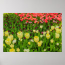 Suche nach tulpen poster Blumig