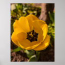 Suche nach gelbe tulpen poster Botanisch