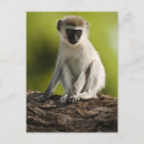 Suche nach reserven postkarten Kenia