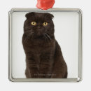 Suche nach monate ornamente Katzen