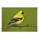 Suche nach goldfink poster Carduelis tristis