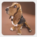Suche nach basset aufkleber Welpen