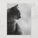 Suche nach cats postkarten Feline