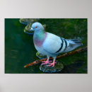 Suche nach tauben kunst poster Vögel