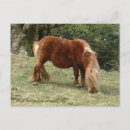 Suche nach dartmoor poster Pferd