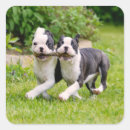 Suche nach lustiger hund aufkleber Für kinder