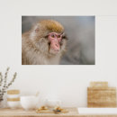 Suche nach brauner affe poster Primat