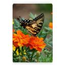 Suche nach schmetterlings magnete Wildtiere