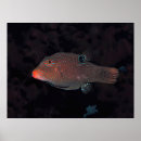 Suche nach puffer poster Fisch