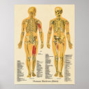 Suche nach männchen poster Anatomie