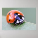 Suche nach ladybug kunst poster Ladyvogel